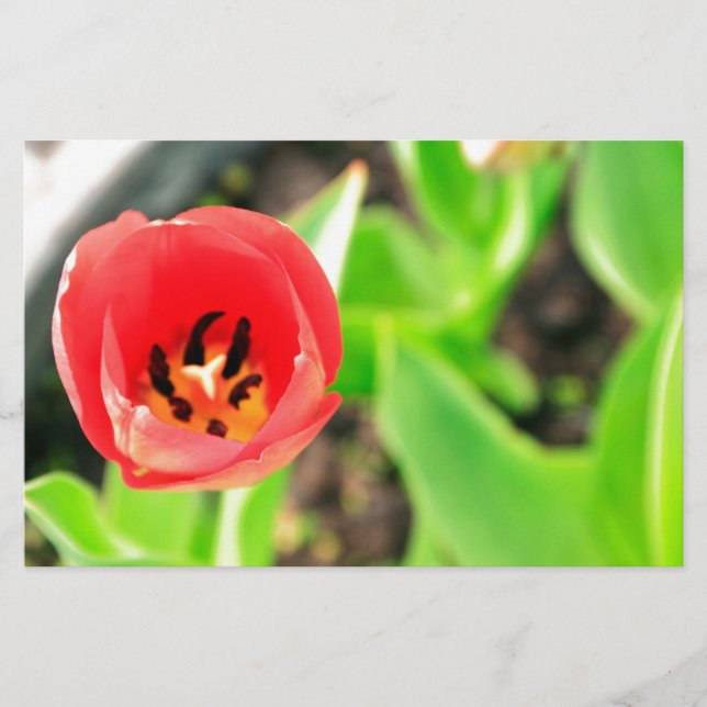 Tulip Briefpapier (Vorderseite)