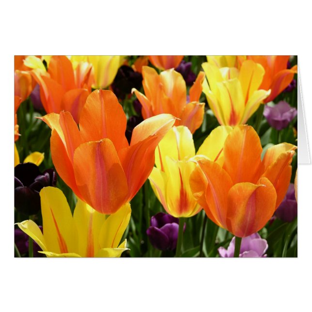 Tulip Bulbs (Vorderseite (Horizontal))