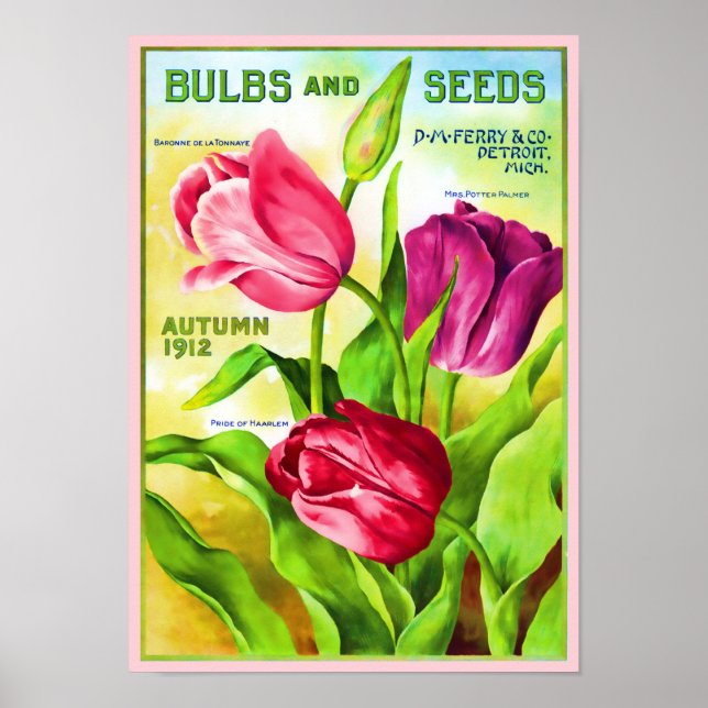 Tulip Bulbs Katalog Illustration Poster (Vorne)