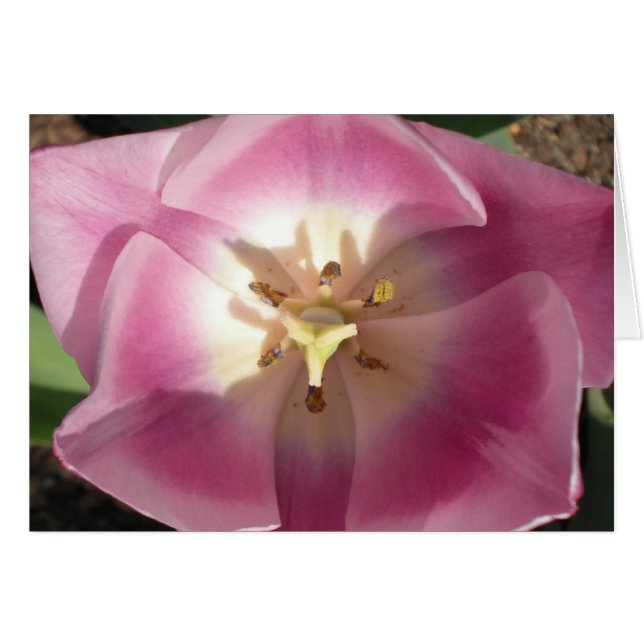 Tulip Burst~Danke! Grußkarten (Vorderseite (Horizontal))