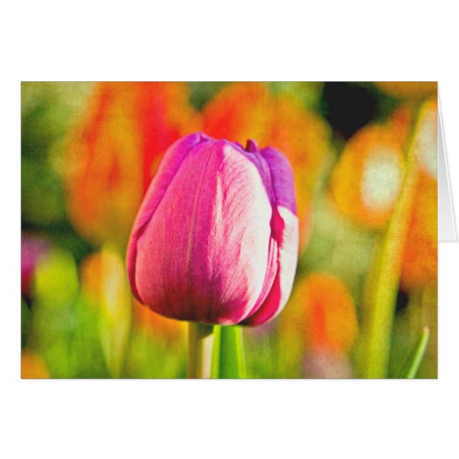 Tulip Collage (Vorderseite (Horizontal))