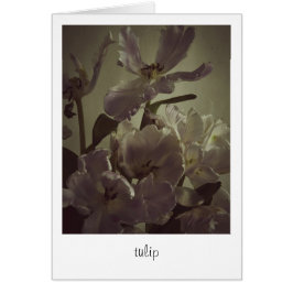 "tulip" de Heidi Rondak Photographie