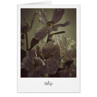 "tulip" de Heidi Rondak Photographie
