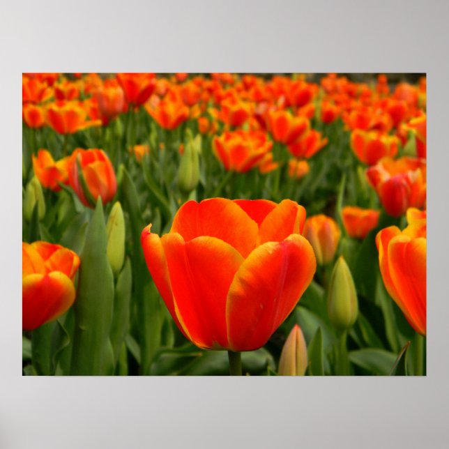 Tulip Delight 2 Poster (Vorne)