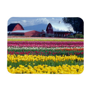 Tulip-Display-Feld Magnet