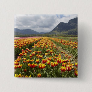 Tulip Farm in der Nähe von Agassiz, British Colum Button