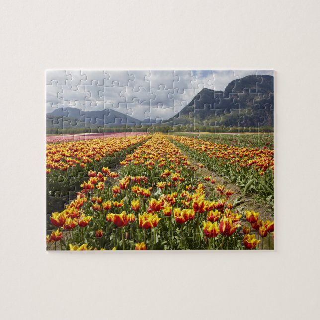 Tulip Farm in der Nähe von Agassiz, British Columb (Horizontal)