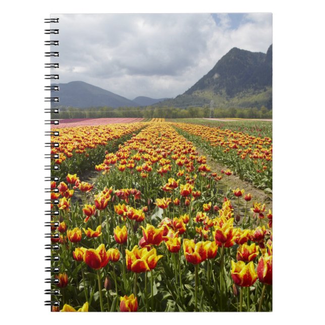 Tulip Farm in der Nähe von Agassiz, British Columb Notizblock (Vorderseite)