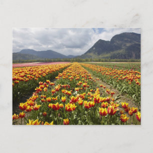 Tulip Farm in der Nähe von Agassiz, British Columb Postkarte
