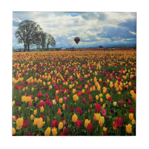 Tulip Farm in Oregon Fliese