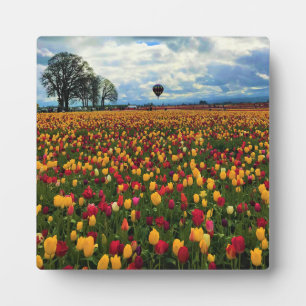 Tulip Farm in Oregon Fotoplatte