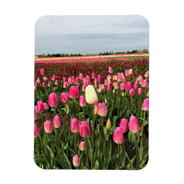 Tulip Farm in Oregon Magnet (Vertikal)
