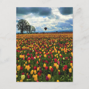 Tulip Farm in Oregon Postkarte