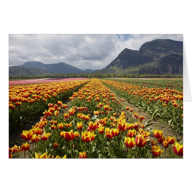 Tulip Farm près d'Agassiz, Colombie-Britannique, (Devant horizontal)