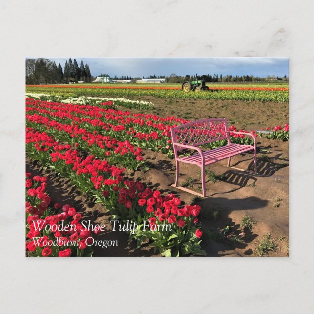 Tulip Farm von Oregon Postkarte (Vorderseite)