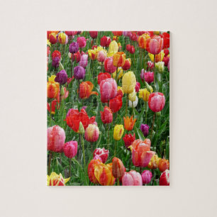 Tulip Festival