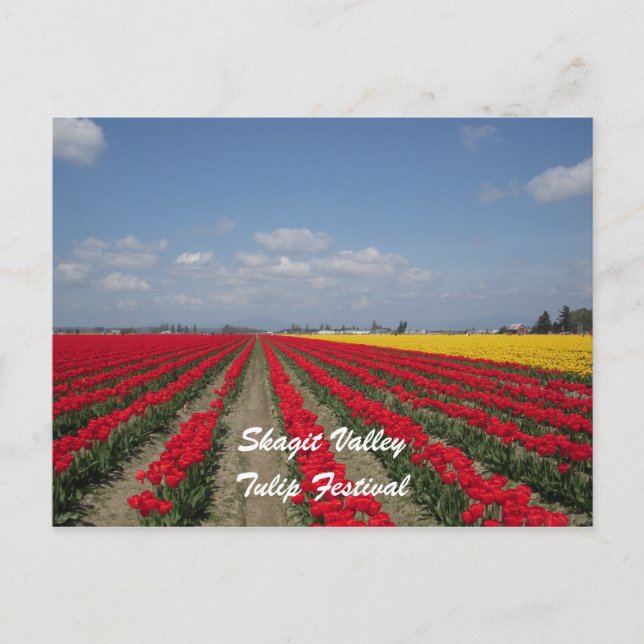 Tulip Festival, Skagit Tal, Tulip Festival Postkarte (Vorderseite)