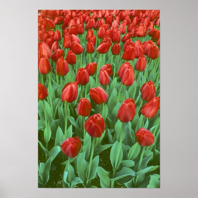 Tulip field blooms in the spring. poster (Vorne)