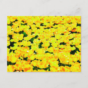 Tulip field - goldgelb postkarte
