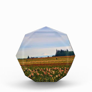 Tulip Field mit Mt. Hood, Oregon Fotoblock