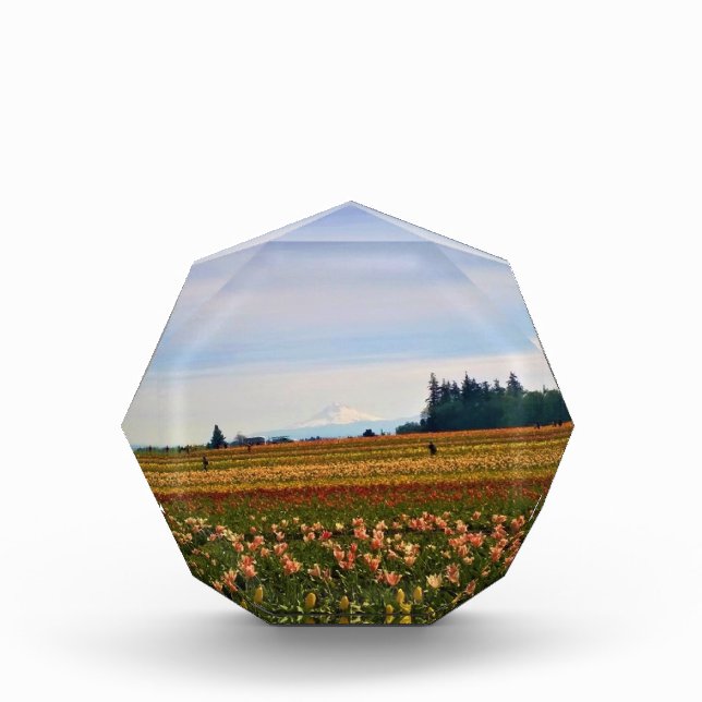 Tulip Field mit Mt. Hood, Oregon Fotoblock (Vorderseite)