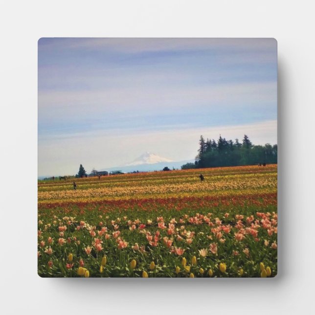 Tulip Field mit Mt. Hood, Oregon Fotoplatte (Vorderseite)