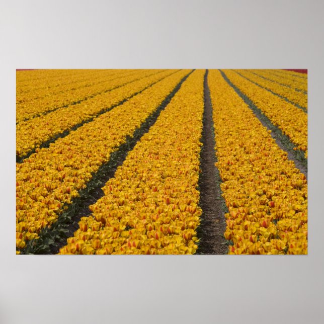 Tulip field, Niederlande Poster (Vorne)