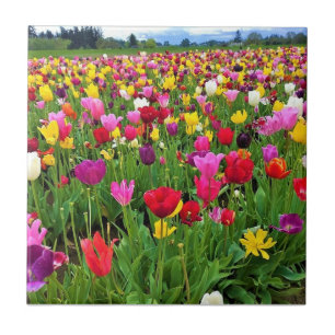 Tulip Field, Oregon Fliese