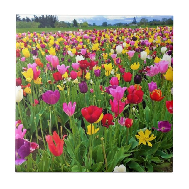 Tulip Field, Oregon Fliese (Vorderseite)