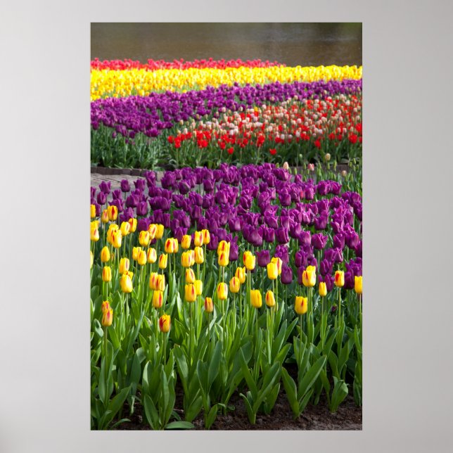 Tulip Field Poster (Vorne)