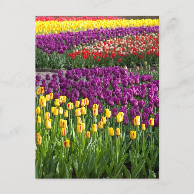 Tulip Field Postkarte (Vorderseite)
