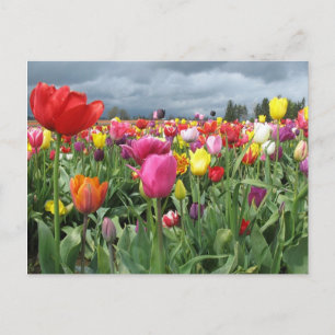 Tulip Field Postkarte