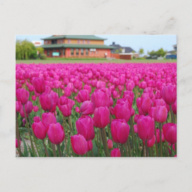 Tulip Field Postkarte (Vorderseite)