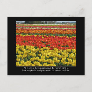 Tulip Field und Voltaire Quote Postkarte