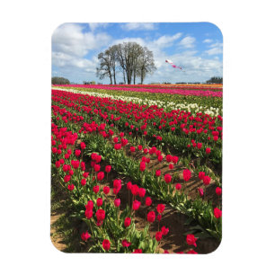 Tulip Field with Kite, Oregon Magnet