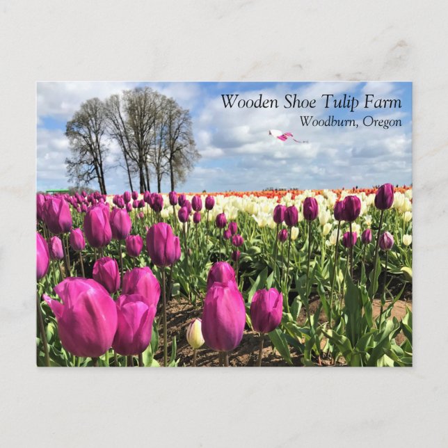 Tulip Field with Kite, Oregon Postcard Postkarte (Vorderseite)