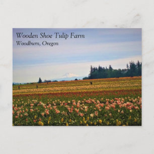 Tulip Field with Mt Hood, Oregon Postcard Postkarte