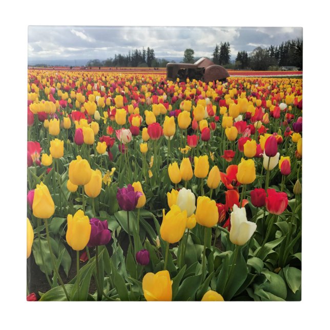 Tulip Field with Old Traktor, Oregon Fliese (Vorderseite)