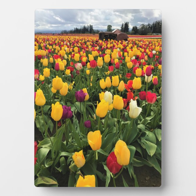 Tulip Field with Old Traktor, Oregon Fotoplatte (Vorderseite)
