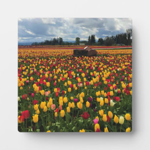 Tulip Field with Old Traktor, Oregon Fotoplatte