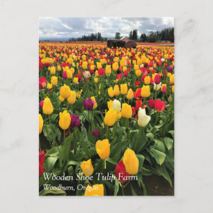 Tulip Field with Old Traktor, Oregon Postcard Postkarte