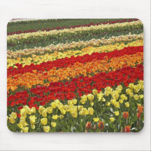 Tulip Fields, in der Nähe von Tapanui, West Otago Mousepad
