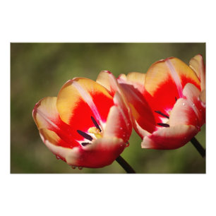 Tulip Flower Photo