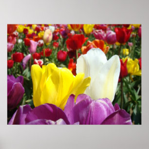 Tulip Flowers Fine Art Prints Tulips Festival Poster