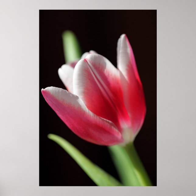 Tulip Friedlich Poster (Vorne)
