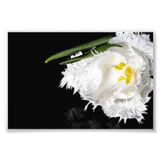 Tulip für Fotografie (Vorne)