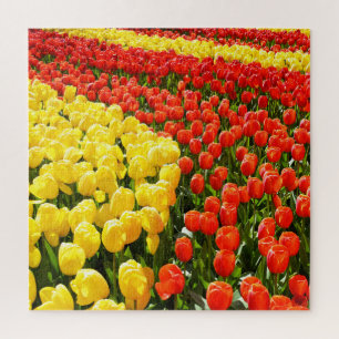 Tulip Garden