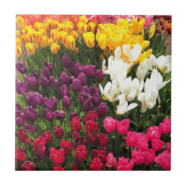 Tulip Garden Bed. Oregon Fliese (Vorderseite)