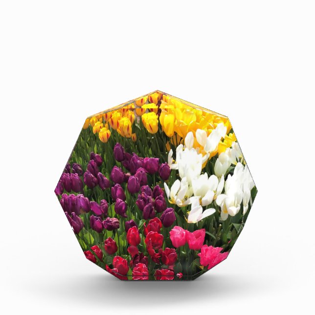 Tulip Garden Bed. Oregon Fotoblock (Vorderseite)