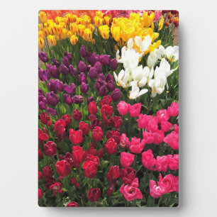 Tulip Garden Bed. Oregon Fotoplatte